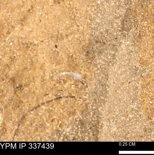 Phelopteria linguaeformis