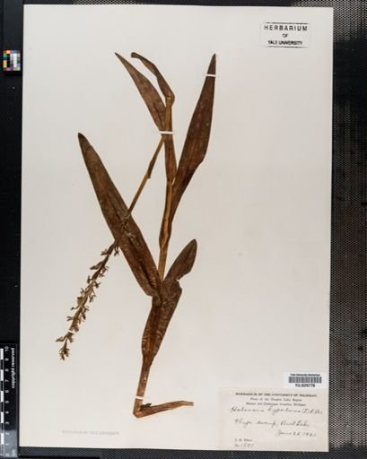 Habenaria