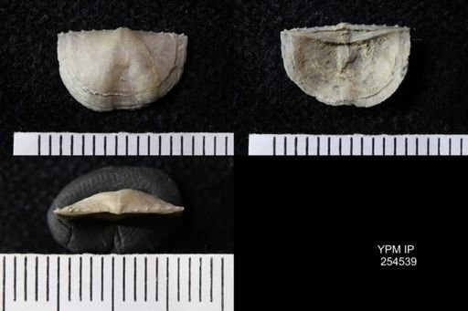 Chonetes sp.