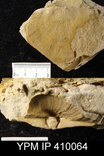 Schuchertella sp.