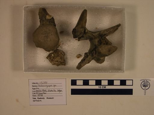Palaeosyops sp.