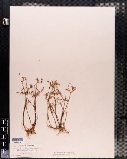 Juncus pelocarpus