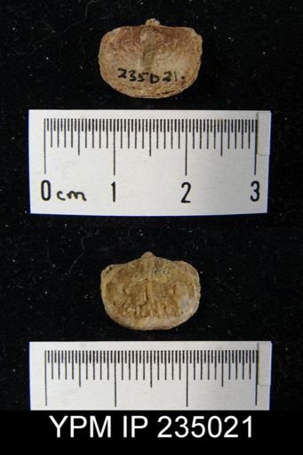 Marginifera haydenensis