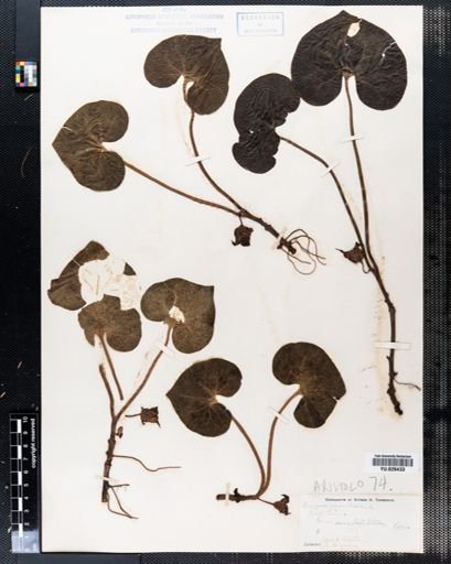 Asarum canadense
