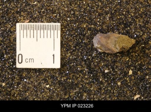 undet. Scaphitidae