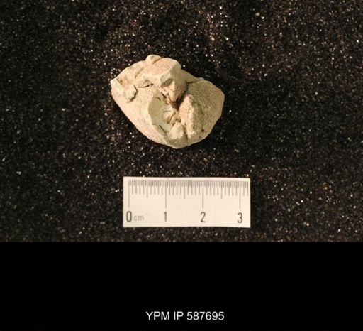 Virgiana barrandei