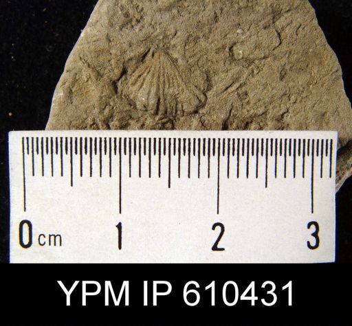 Camarotoechia sp.