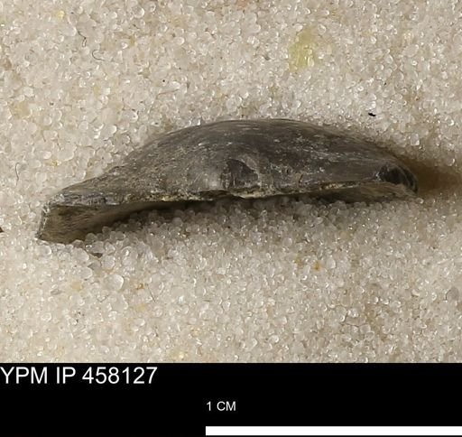 Pholidostrophia iowaensis