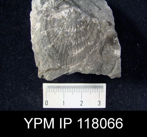 Atrypa reticularis