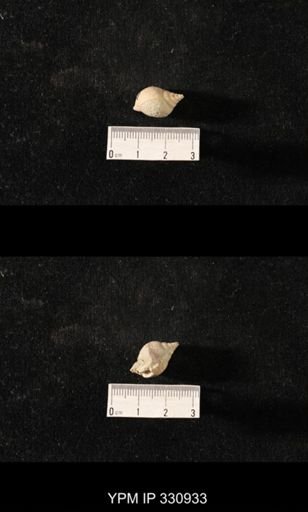 Sphaerodoma nr. intercalaris