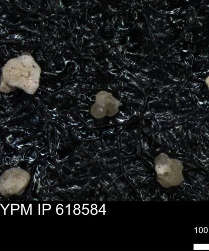 undet. Foraminiferida