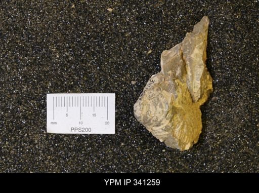 Inoceramus?