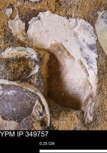 undet. Mollusca