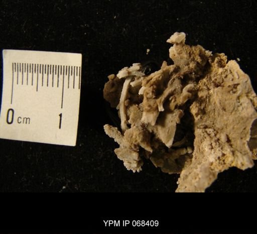 Tetradium sp.
