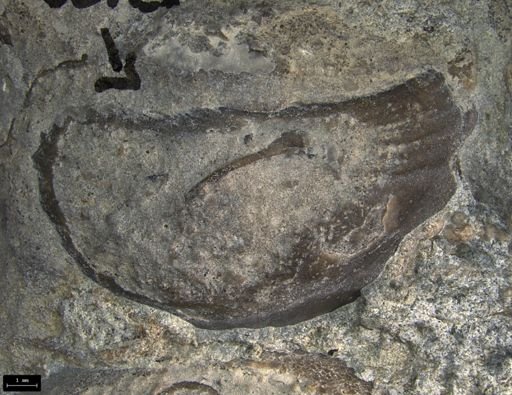 Rhaetavicula contorta