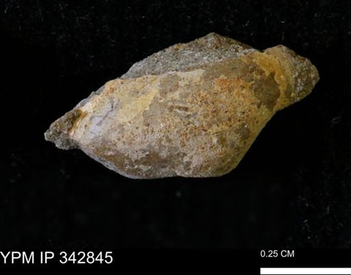 Nuculana sp.