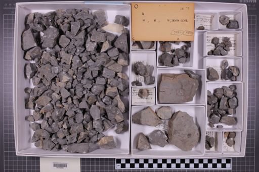 mixed taxa, stratigraphic collection