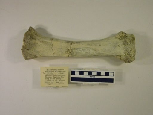 Rhinocerotidae