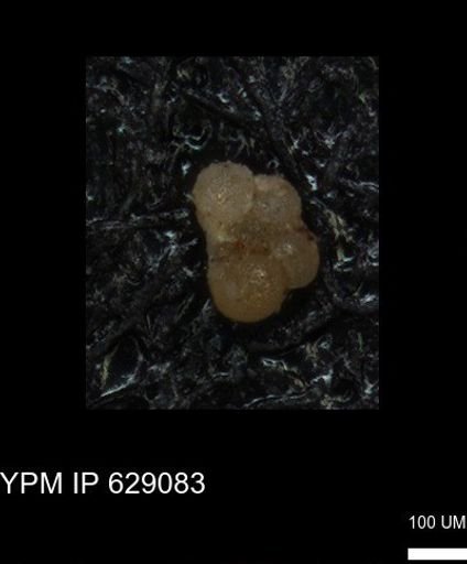 undet. Rugoglobigerinidae