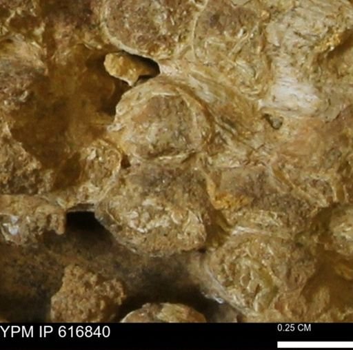 Teredo sp.