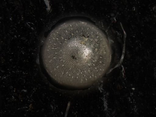 Orbulina universa