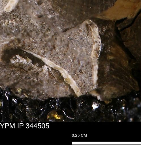 undet. Mollusca