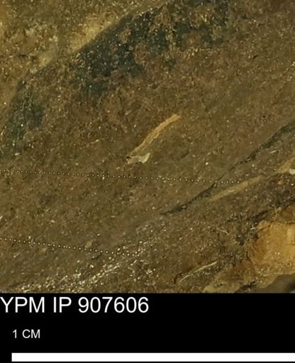 undet. Mollusca