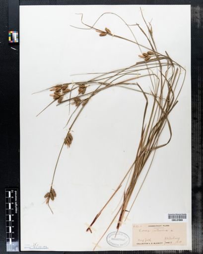 Carex pallescens