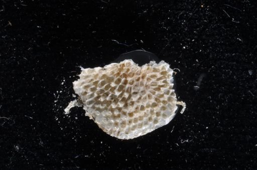 Bidenkapia spitsbergensis