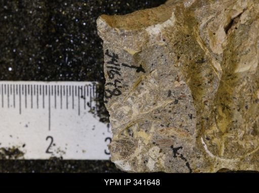Scaphites sp.