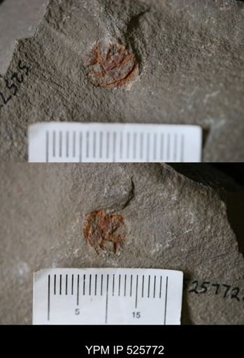 Stylophora?