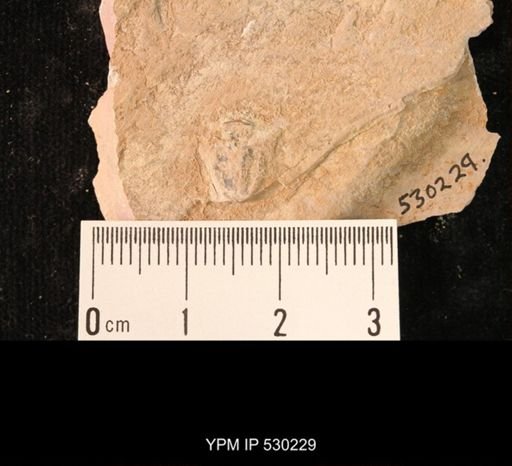 Elrathia kingi