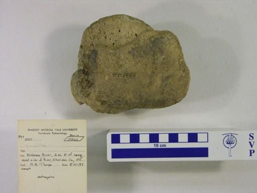 Gomphotherium sp.