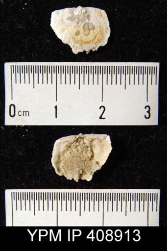 Strophomena sp.