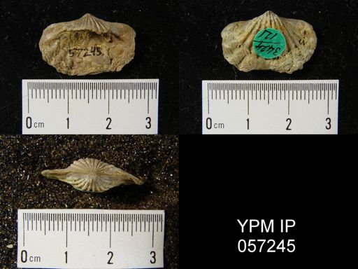 Trematospira costata
