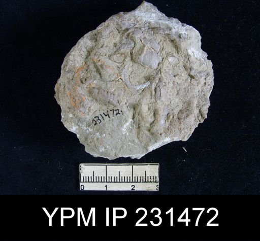 Teguliferina sp.