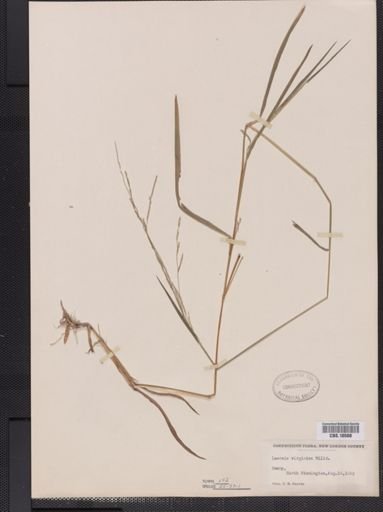 Leersia virginica