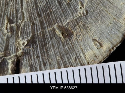 Cornulites sp.