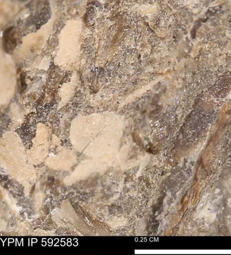 undet. Mollusca
