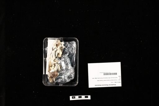 Kinosternon flavescens flavescens