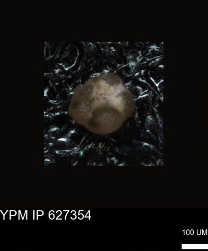 undet. Foraminiferida