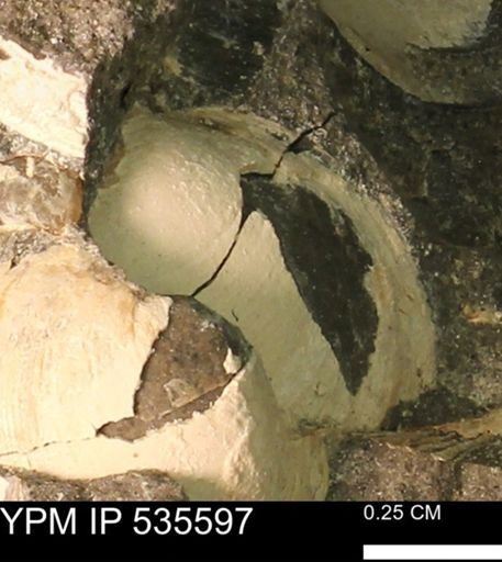 Protocardia subquadrata