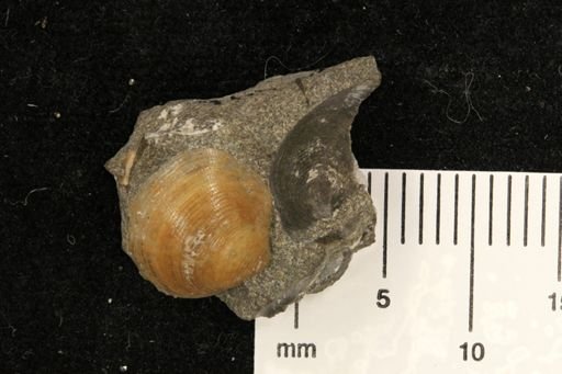 Limopsis striatopunctatus