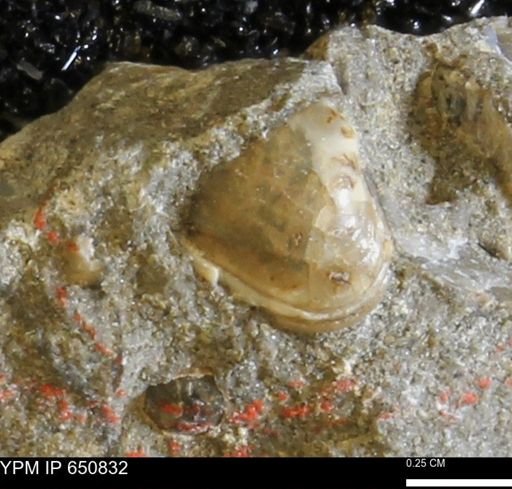 Protocardia subquadrata