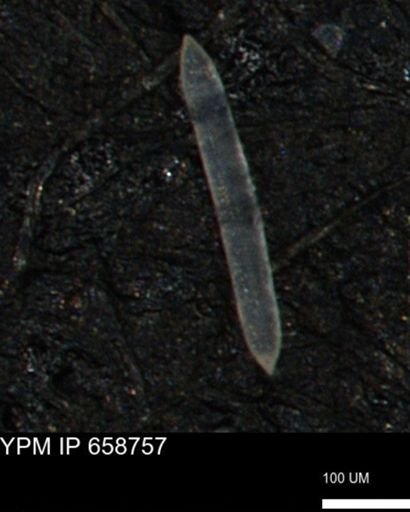 undet. Porifera