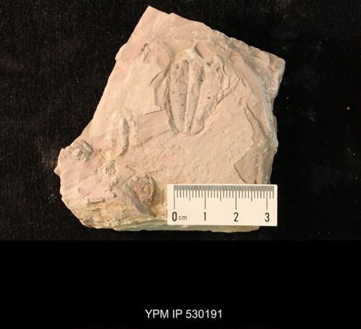 Elrathia kingi