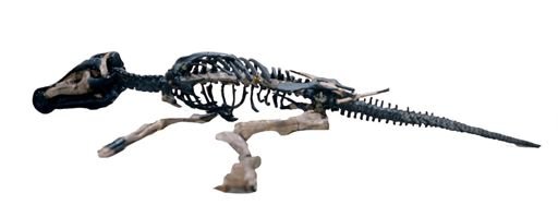 Maiasaura peeblesorum