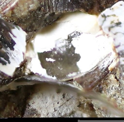 undet. Bivalvia