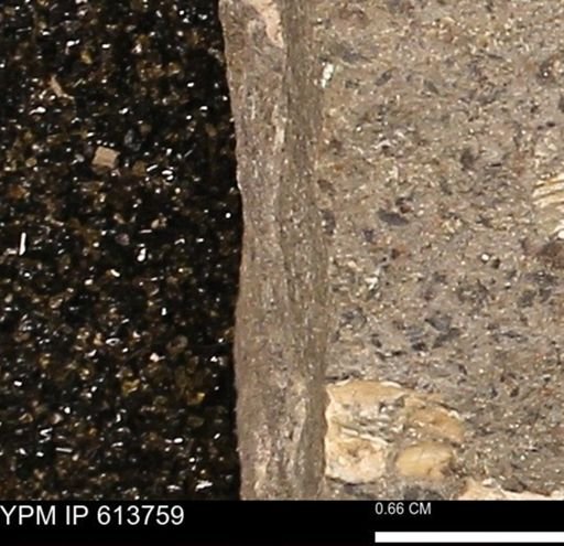 Scaphites sp.