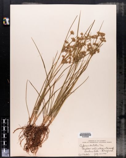 Cyperus dentatus